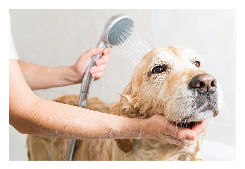 Grooming your dog