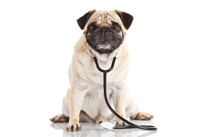 Vet Insurance
