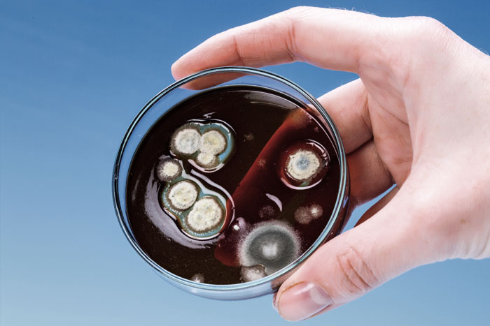 Infectious Diseases